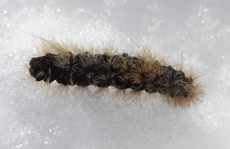 bruco di Arctia villica - Erebidae Arctiinae